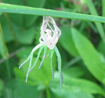 Muta di Micrommata sp. (virescens opp. ligurina  )   - Sostegno (BI)